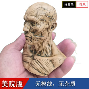 艺用人体肌肉骨骼解剖结构石膏玩具骷髅头骨绘画半身胸像模型美术