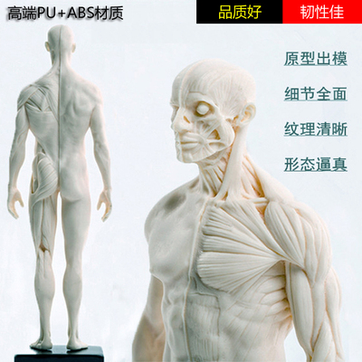 高端PU+ABS全身人体肌肉解剖模型