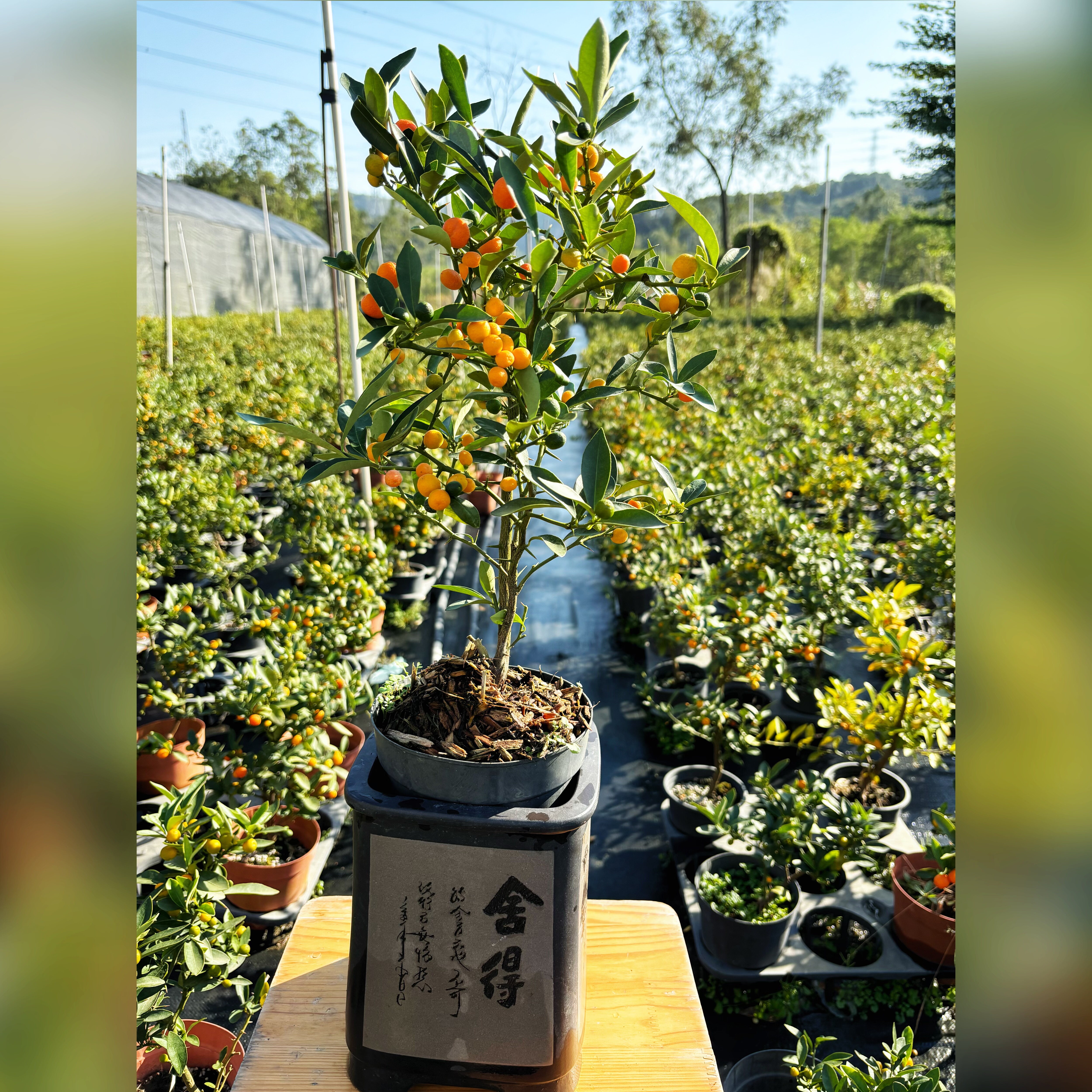 籽播苗福豆福建金小盆景盆栽观叶观果原盆原土发素材粗1cm左右