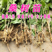 养蚕宝宝小桑树采摘新鲜桑叶鲜桑树强桑1号农桑14大十桑果摘嫁接