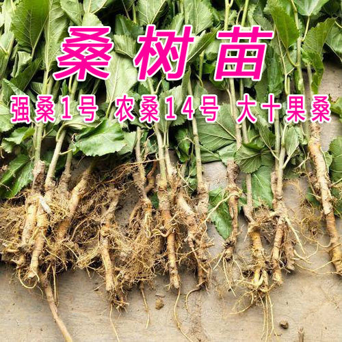 养蚕宝宝小桑树采摘新鲜桑叶
