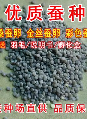 彩茧蚕卵学生养蚕科学课蚕宝宝