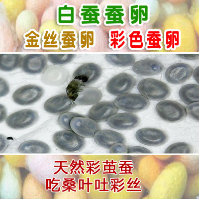 蚕宝宝科学课学生养蚕蚕卵