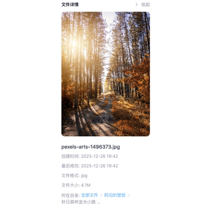 秋日森林金光小路暖调阳光穿透树林治愈系森系超清4K手机壁纸