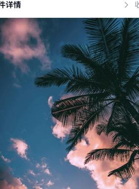 5张棕榈树壁纸自然风景iMac手机电脑平板MacBook壁纸Z12