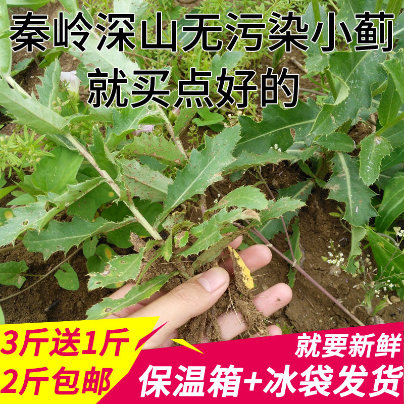 秦岭新鲜小蓟中药材干小蓟草刺儿菜刺角芽带根500g包邮3斤送1斤