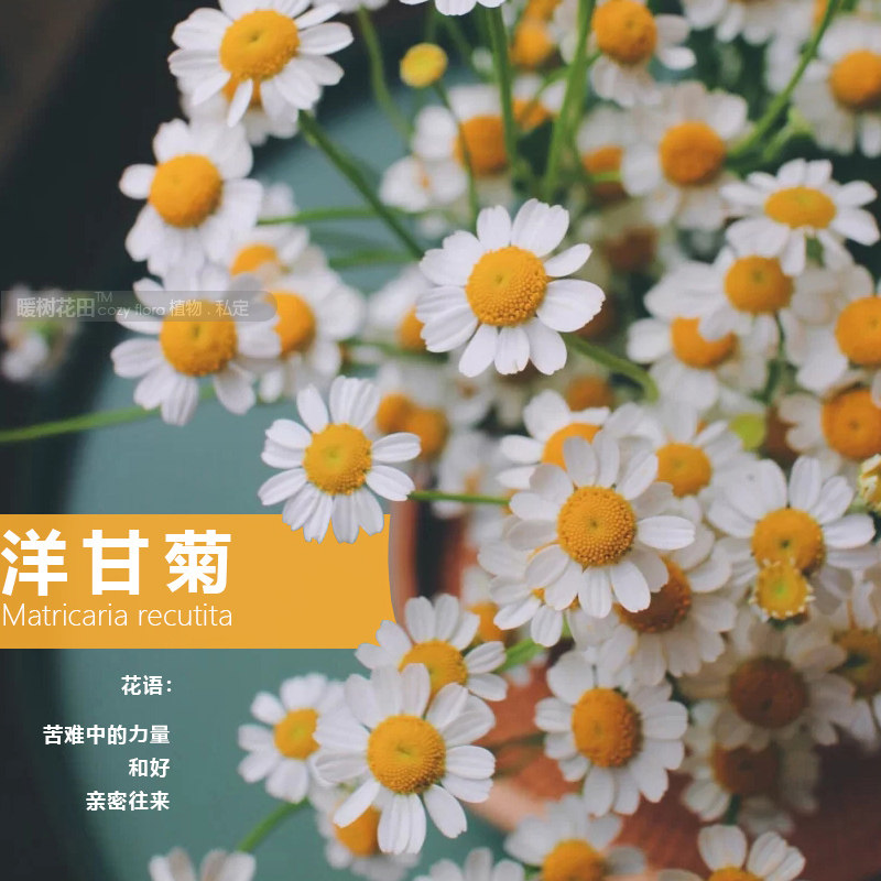 洋甘菊水养鲜切花办公室内客厅小雏菊清新生活花束材卉北京可闪送