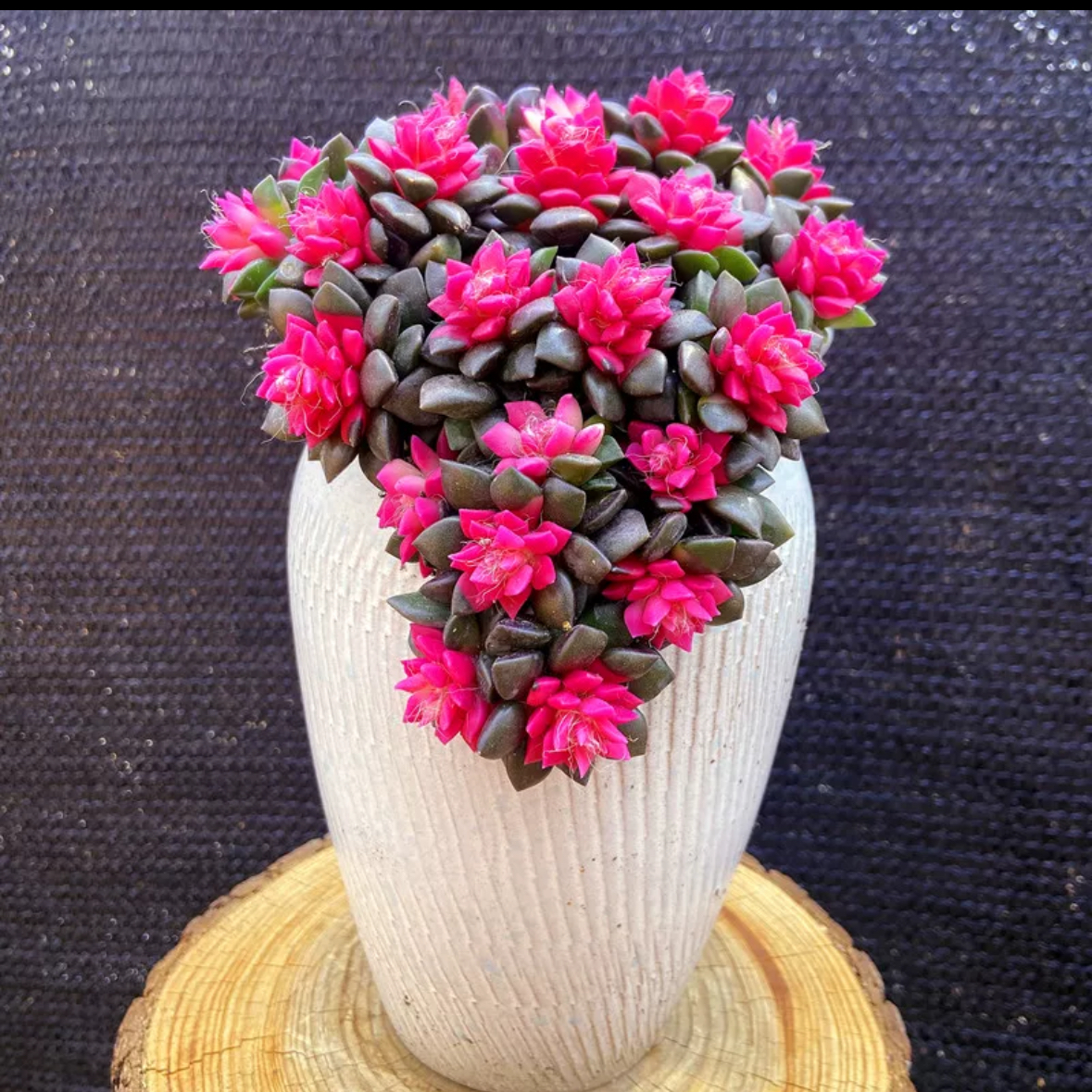 吹雪之松锦 4厘米 多肉植物 多肉 带盆带土