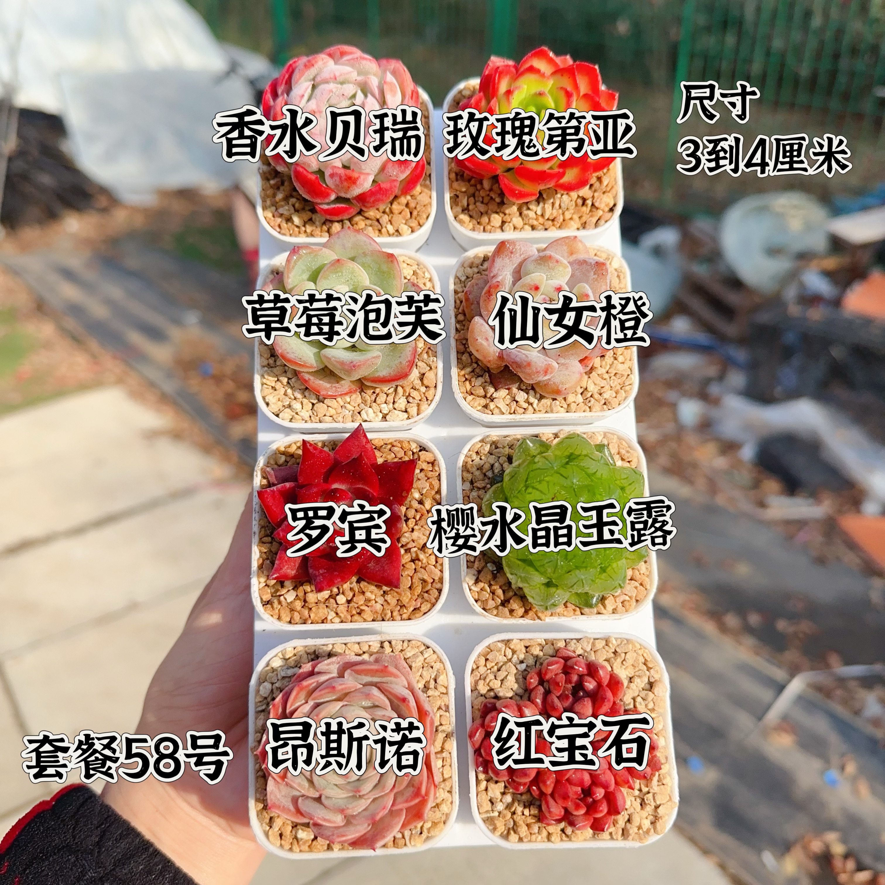 多肉植物 多肉带盆58号套餐8盆 盆5厘米 尺寸3-4厘米