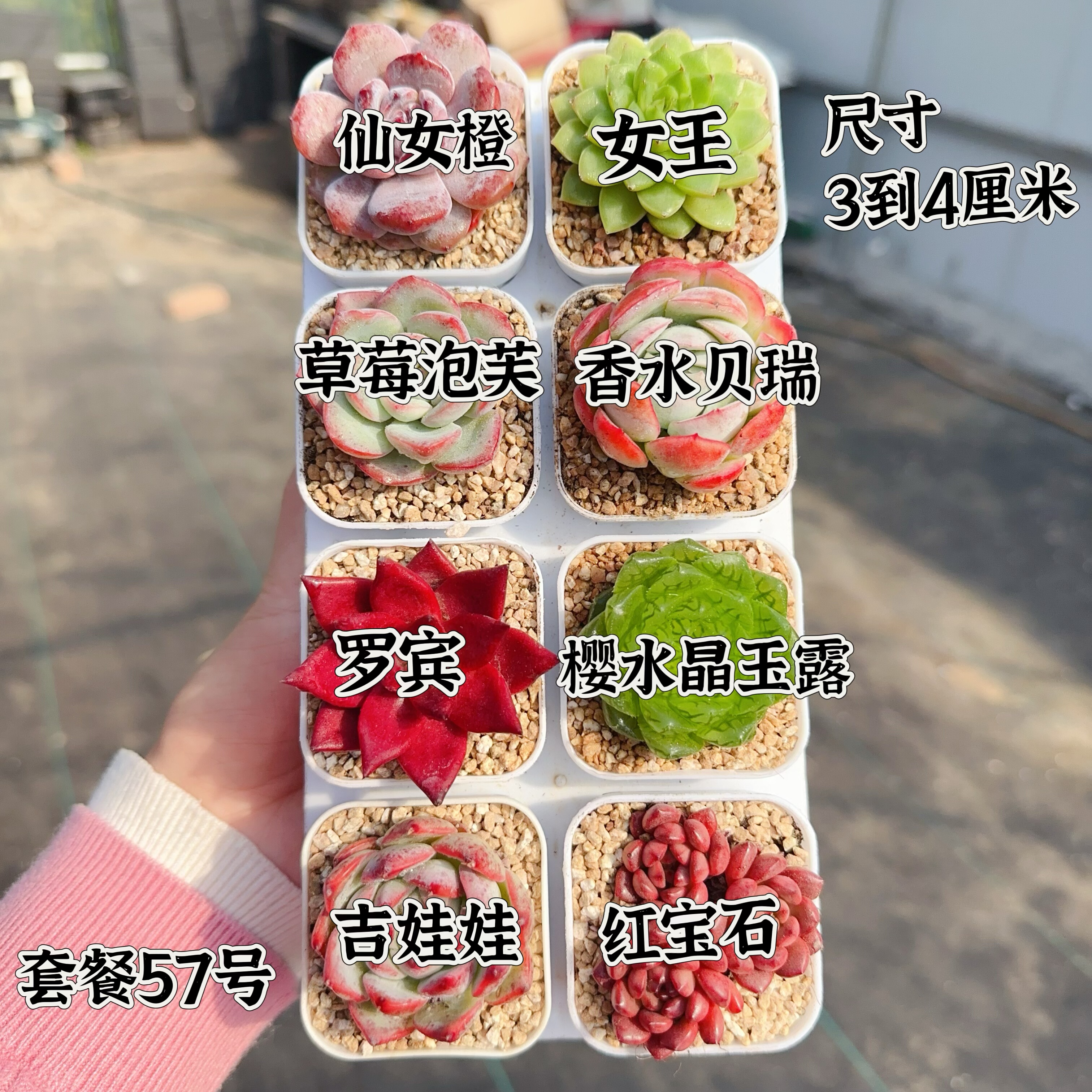 多肉植物 多肉带盆57号套餐8盆 盆5厘米 尺寸3-4厘米