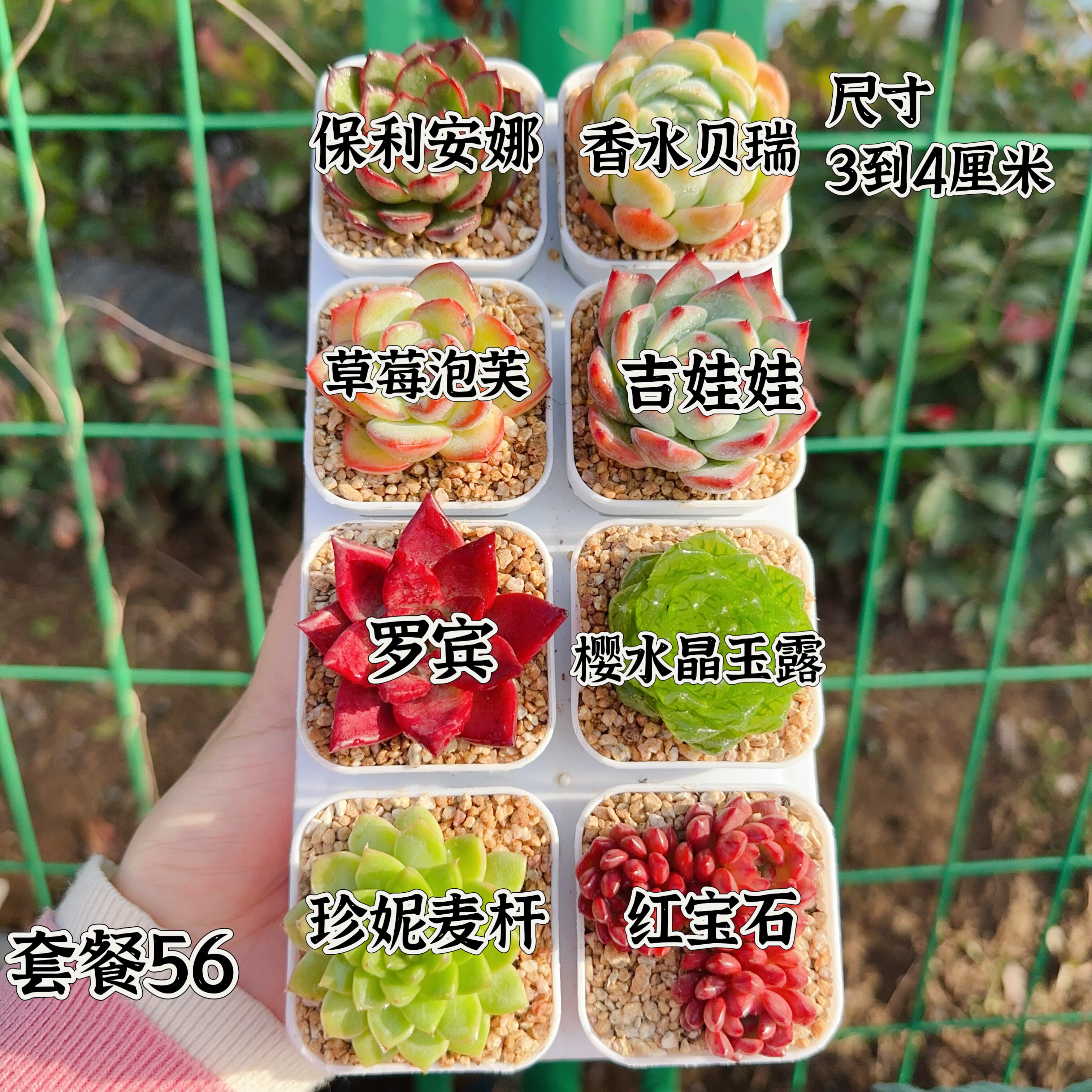 多肉植物 多肉带盆56号套餐8盆 盆5厘米 尺寸3-4厘米