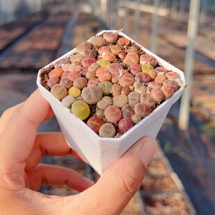 水蜜桃蟠桃毛汉尼生石花番杏科多肉植物切糕生石花混合迷你植物