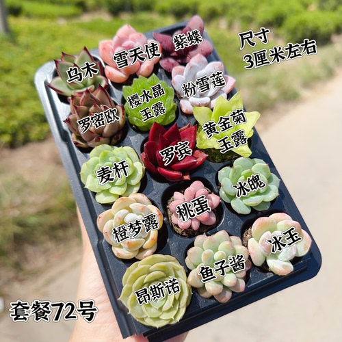 【编号72号套餐专拍链接】15颗多肉套餐 小苗2-3厘米
