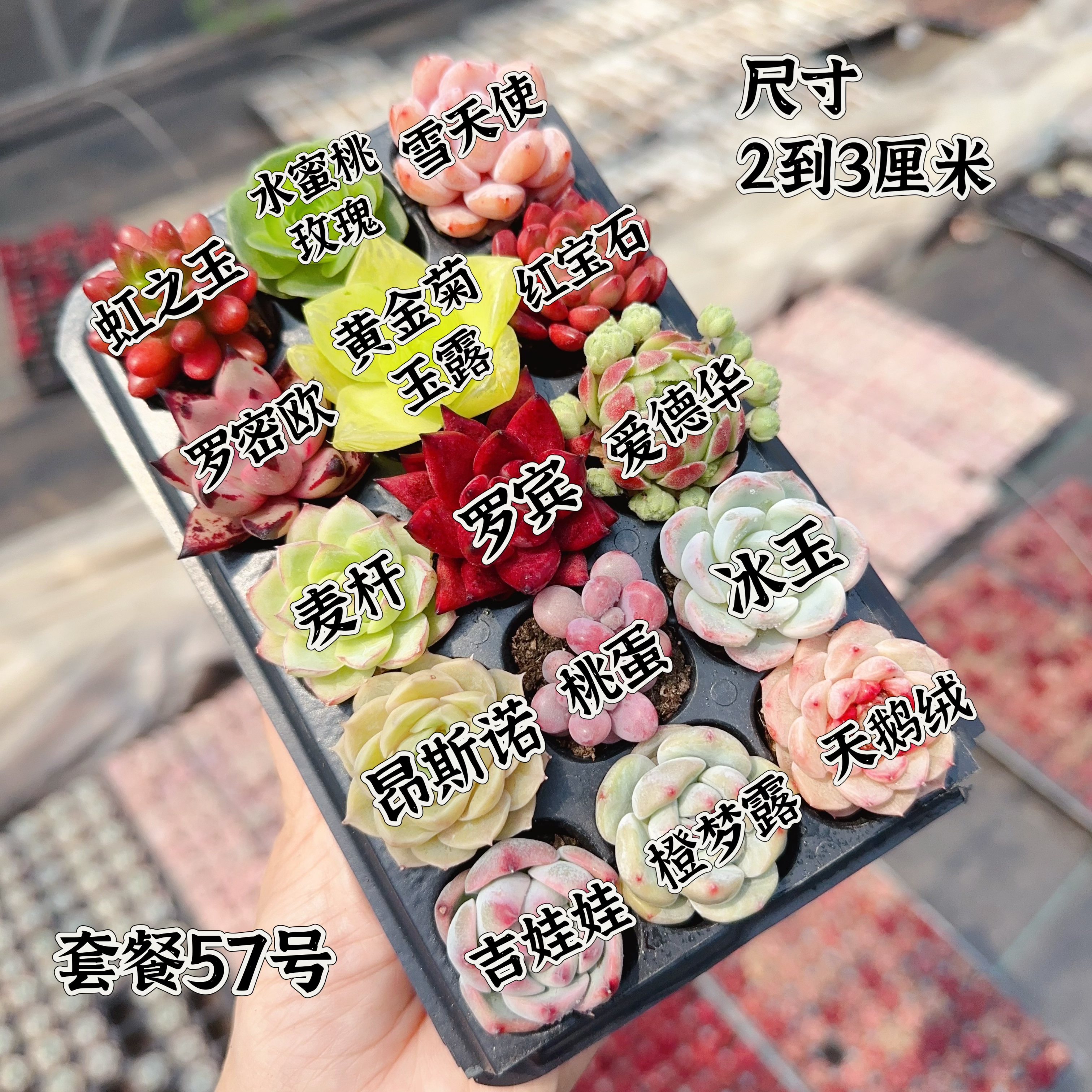 【编号57号套餐专拍链接】15颗多肉套餐 小苗2-3厘米