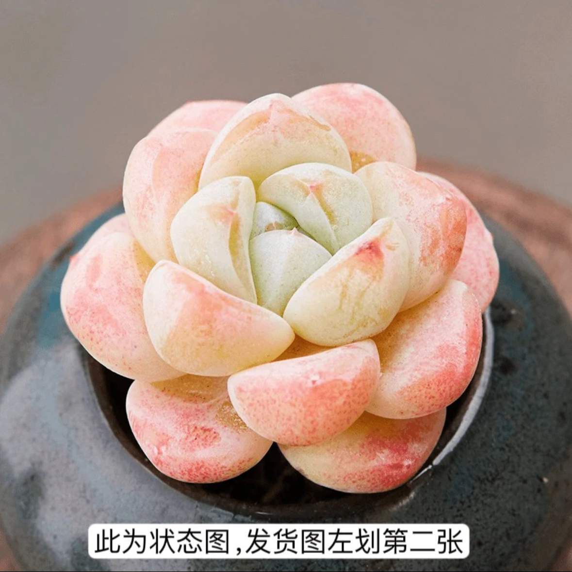 冰玉 3-4厘米 多肉植物 多肉 冰玉带盆带土 冰玉