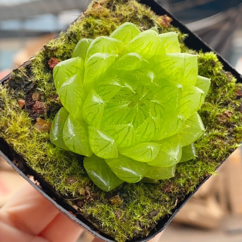 樱水晶玉露  3-4厘米多肉植物 花卉绿植 玉露,鲜花速递/花卉仿真/绿植园艺,多肉植物,淘宝优惠券,粉丝福利购,淘宝优惠卷