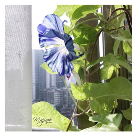 加茂河之川流种子 花卉  朝颜牵牛花喇叭花爬藤大花阳台