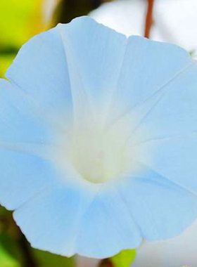 清凉一夏  清新蓝色 牵牛花种子  丰花朝颜爬藤花卉阳台观赏