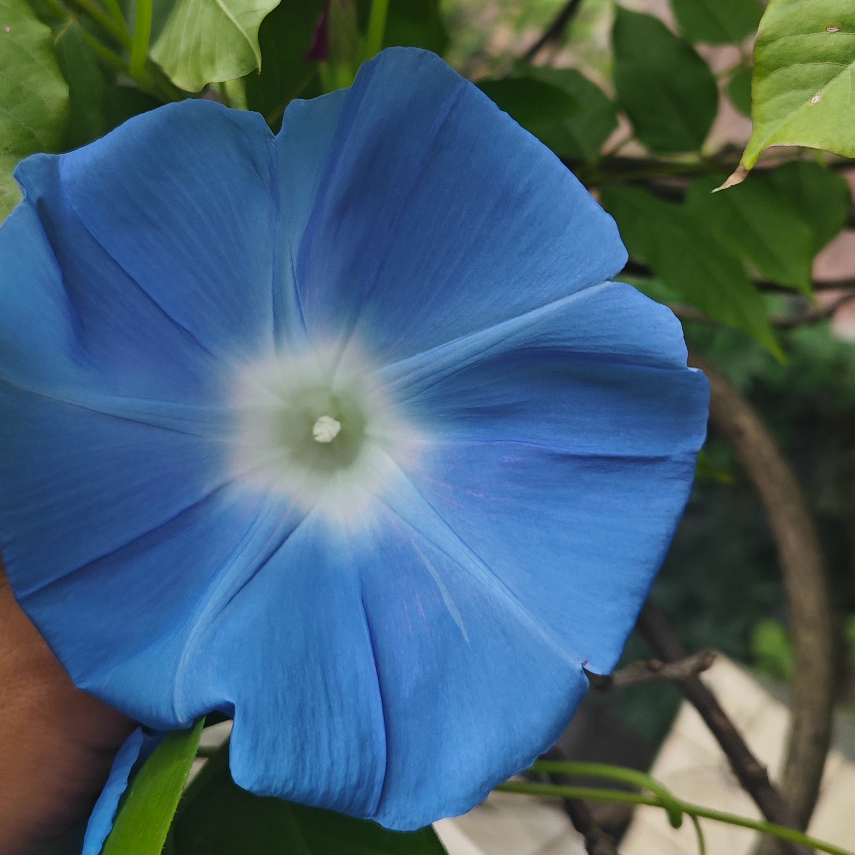 庄月花卉种子朝颜盆栽三粒