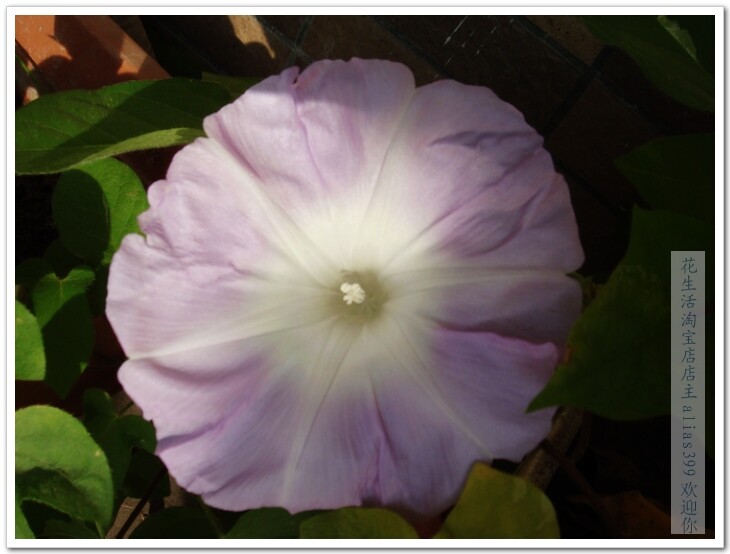 朝颜 薰風 花卉牵牛花 种子自种自摘 爬藤花卉盆栽