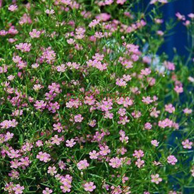 垂钓满天星盆栽植物花卉多年生