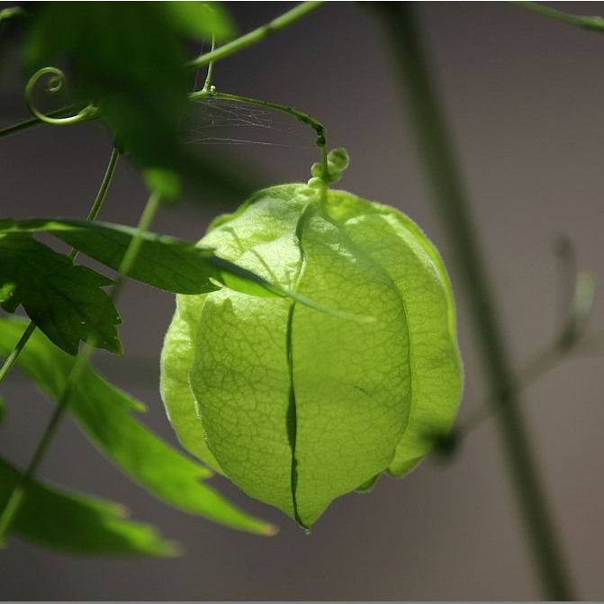 无货！心豆藤 藤本植物种子 稀有多年生观赏强烈推荐3粒
