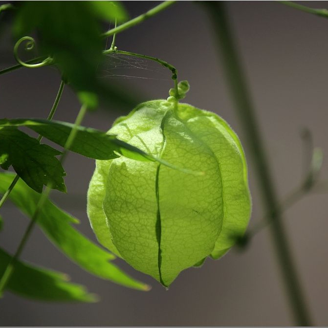 心豆藤 藤本植物种子 稀有多年生观...