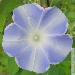 日系名鉴朝颜新竜神3粒起拍 巨大牵牛花种子朝颜爬藤阳台