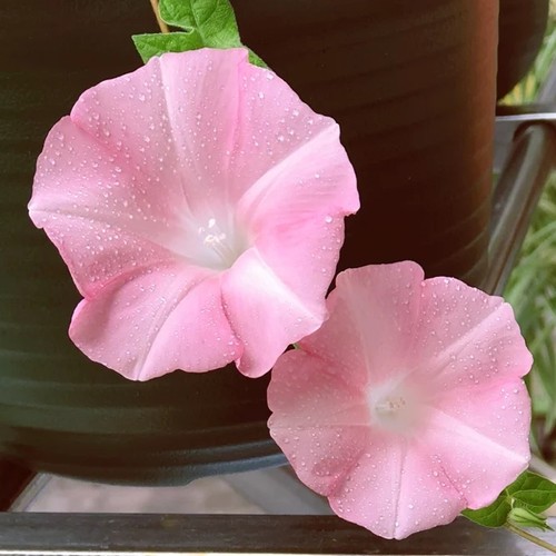 朝尖芭蕾一份 朝颜牵牛花种子盆栽爬藤室内庭院阳花卉