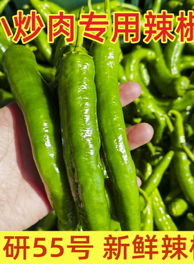 湘研55号辣椒软薄皮微中辣新鲜青椒长牛角椒农家蔬菜正宗广东产地
