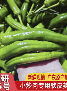 湘研55号微中辣辣椒新鲜青椒皮薄肉厚长牛角椒农家自种应季蔬菜