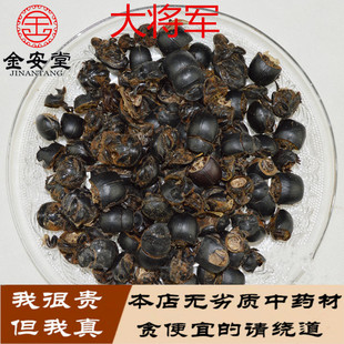 盐水大将军 黑兜虫 屁板虫 屁巴虫蜣螂虫屎壳郎冷背药材