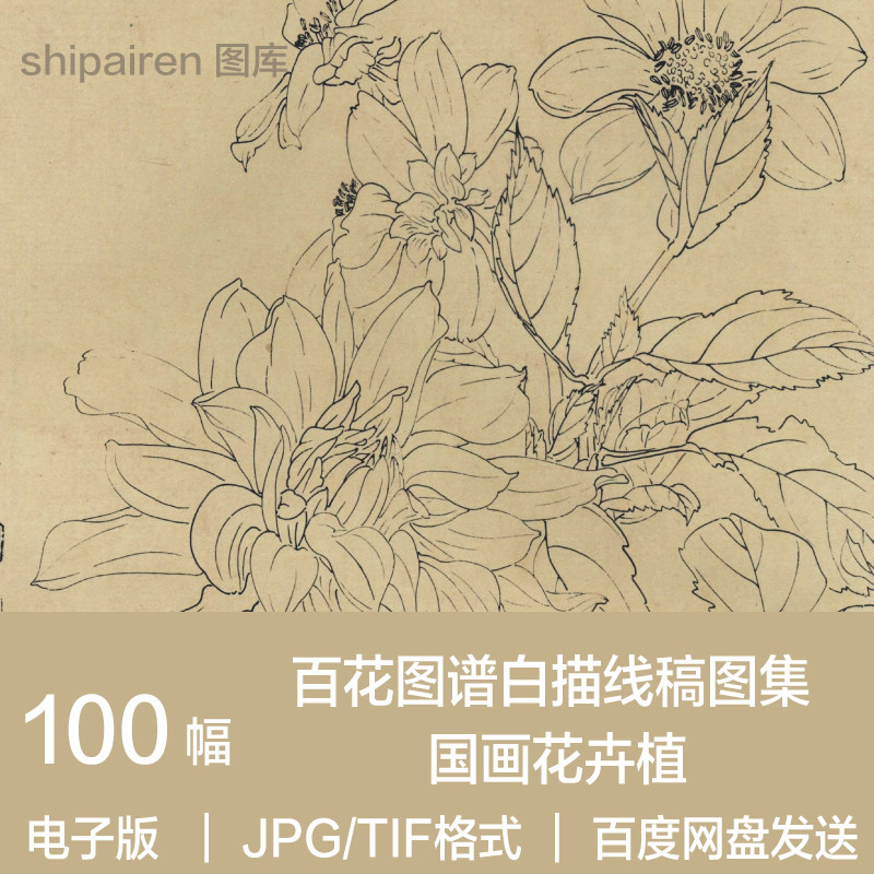 电子版图片 百花图谱白描线稿图设计素材/源文件