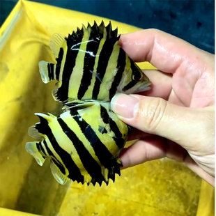 印尼虎鱼活体三纹虎鱼苗泰国虎四纹虎苏门答腊虎红龙鱼金龙鱼活鱼