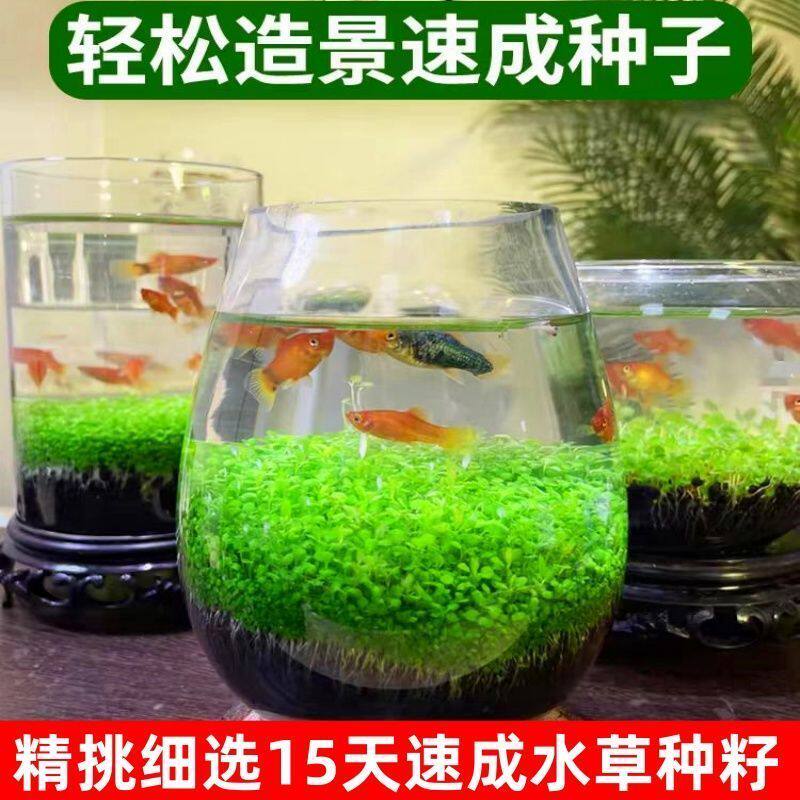 水草种子水草泥净化水质水培植物种子水养15天速生水草种子鱼缸