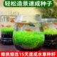 水草种子水草泥净化水质水培植物种子水养15天速生水草种子鱼缸