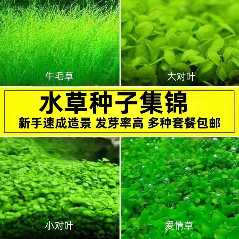 水草种子生态造景养鱼小对叶鱼缸免洗四季速成牛毛水草籽种植套餐