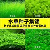 水草种子生态造景养鱼小对叶鱼缸免洗四季 速成牛毛水草籽种植套餐