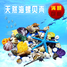 天然大贝壳海螺海星珊瑚工艺品地中海装饰品道具鱼缸造景贝壳摆件