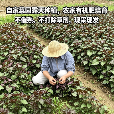 农家现摘新鲜紫苏叶提香去腥
