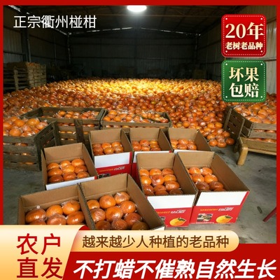 活动精选衢州椪柑新鲜橘子