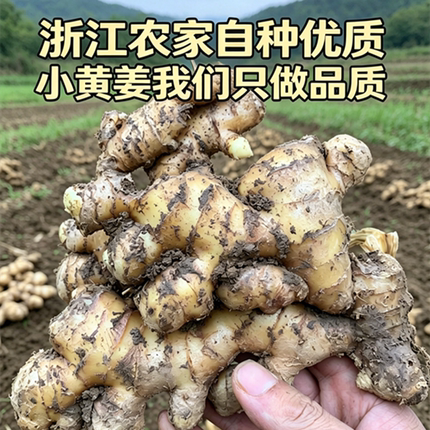 浙江新鲜精品小黄姜新嫩老蛟垄生姜包邮农家自种月子姜土姜炒菜
