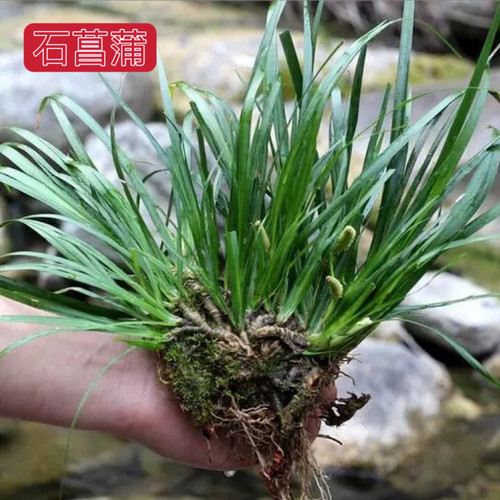 石菖蒲适用鱼缸河道造景农村现挖