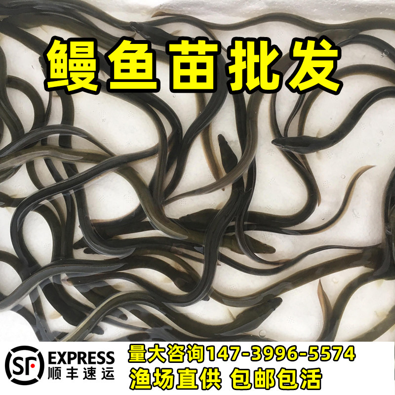 鳗鱼苗淡水养殖花鳗苗白鳝苗河鳗苗花鳝苗可混养鳗鲡苗青鳗苗包活