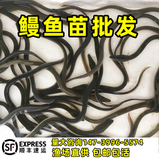 鳗鱼苗淡水养殖花鳗苗白鳝苗河鳗苗花鳝苗可混养鳗鲡苗青鳗苗包活