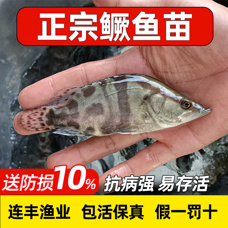 淡水养殖大规格鳜鱼幼苗批发