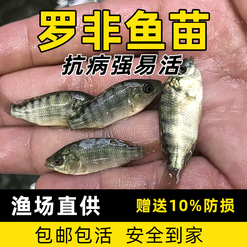 海南一号罗非鱼苗淡水养殖雄性特大罗飞鱼非洲鲫鱼福寿鱼热带活体