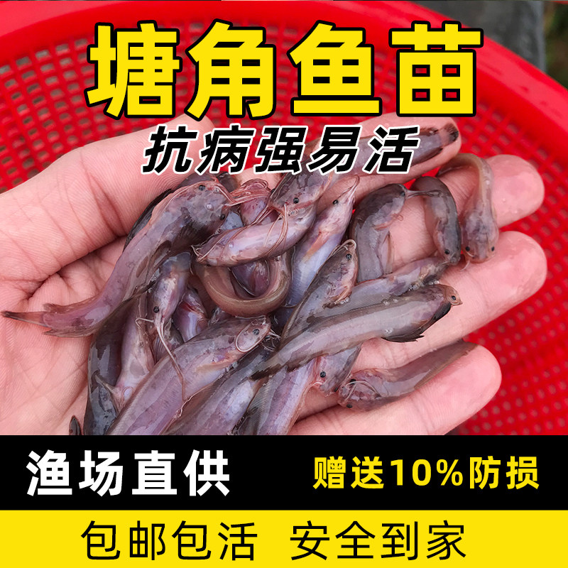 淡水养殖食用塘鲺鱼苗