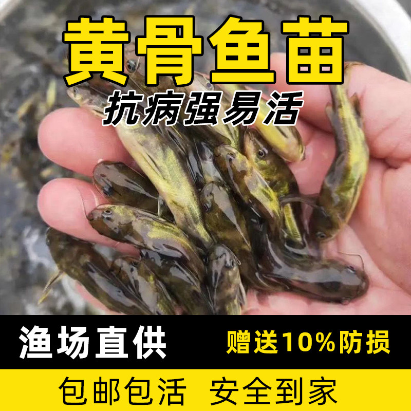 昂刺黄丫头淡水养殖汪丁鱼活体