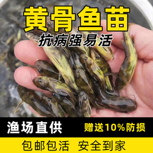 黄骨鱼苗淡水养殖黄辣丁黄颡鱼苗黄丫头昂刺黄鸭叫鱼苗汪丁鱼活体
